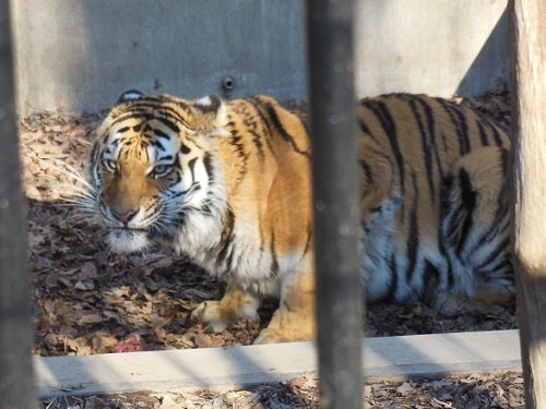 １２月７日　おびひろ動物園　アムールトラ　マオ