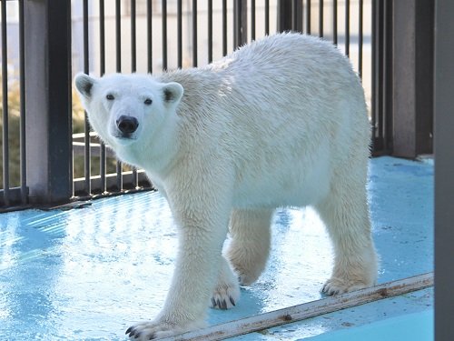 １２月７日　おびひろ動物園　ホッキョクグマのスポットガイド