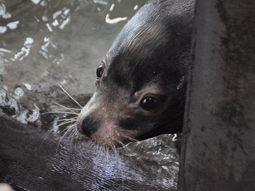 １２月７日　おびひろ動物園　カリフォルニアアシカ　タケル