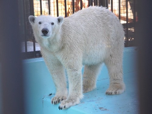 １２月７日　おびひろ動物園　ホッキョクグマ