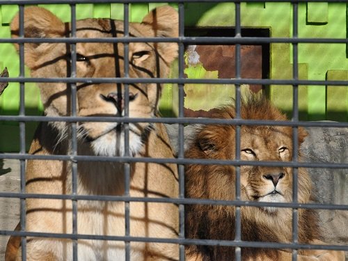 １２月８日　釧路市動物園　ライオン親子１