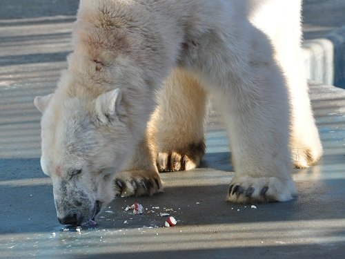 １２月８日　釧路市動物園　ホッキョクグマのお誕生会１