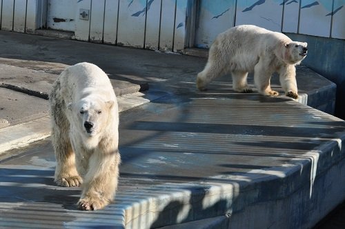 １２月８日　釧路市動物園　ホッキョクグマのお誕生会２