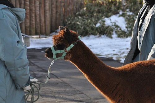 12月8日　釧路市動物園　アルパカ