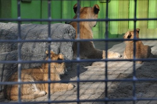 １２月８日　釧路市動物園　ライオン親子２