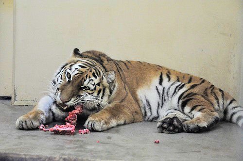 １２月８日　釧路市動物園　アムールトラ　ココア