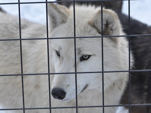 12月9日 旭山動物園 シンリンオオカミ一家