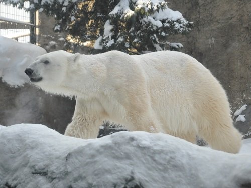 1月10日 旭山動物園 ホッキョクグマ イワンとピリカ