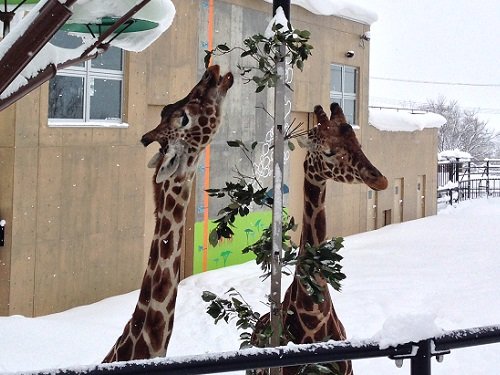 １月１２日　旭山動物園　きりん舎・かば館