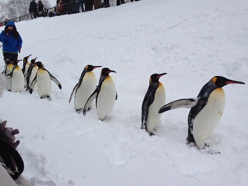 １月１２日　旭山動物園　ペンギンの散歩