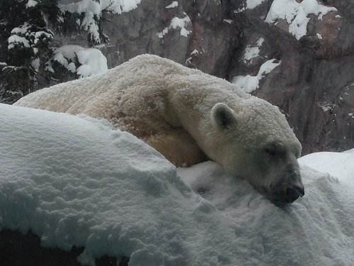 1月12日 旭山動物園 ホッキョクグマ イワンとピリカ