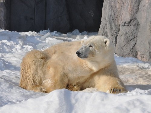 1月21日 旭山動物園 ホッキョクグマ イワンとルル
