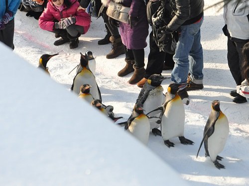 １月２１日　旭山動物園　ペンギンの散歩