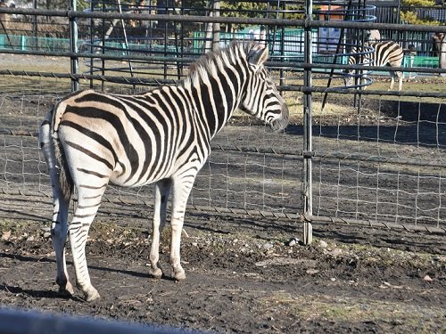 ２０１３年１２月７日　おびひろ動物園　シマウマ　私が最後に会ったロック