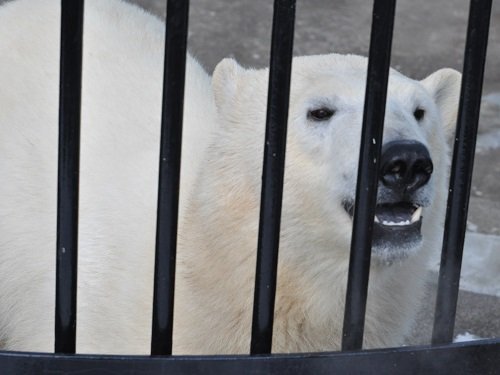 ３月１～２日　釧路市動物園へ行きました。