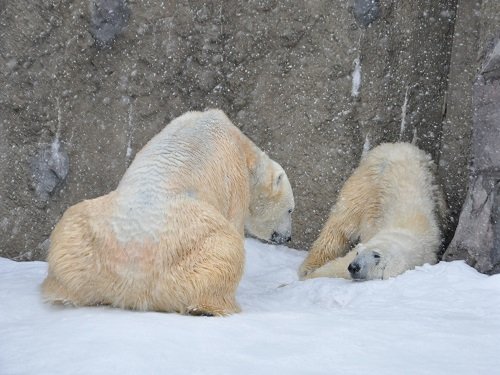 3月18日 旭山動物園 ホッキョクグマ サツキとイワン