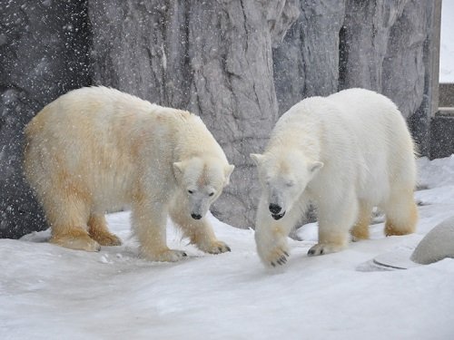 3月18日 旭山動物園 ホッキョクグマ ルルとピリカ
