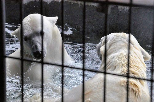 3月18日 旭山動物園 ルルとピリカと、ちょっとだけイワンとサツキ