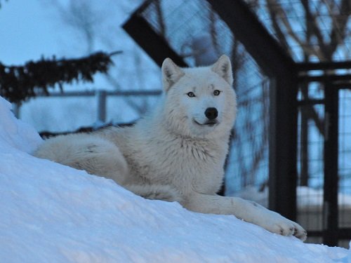 2月8日 雪あかりの旭山動物園 シンリンオオカミ