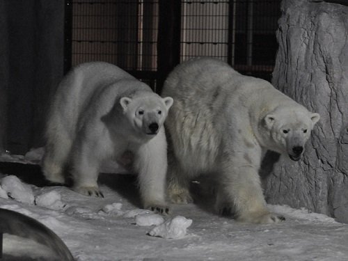 (動画追加)2月8日 雪あかりの旭山動物園 ホッキョクグマ ピリカとルル