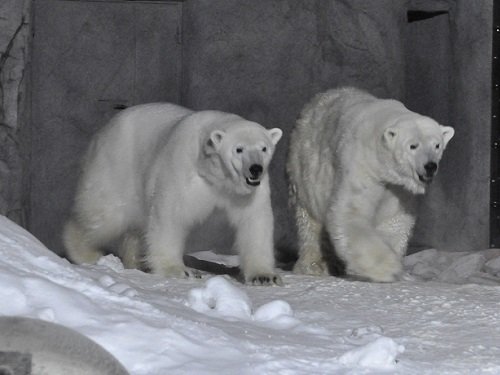 (写真追加)2月10日 雪あかりの旭山動物園 ピリカとルル
