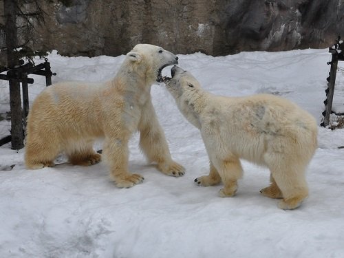 4月6日 旭山動物園 ホッキョクグマ イワンとサツキ1
