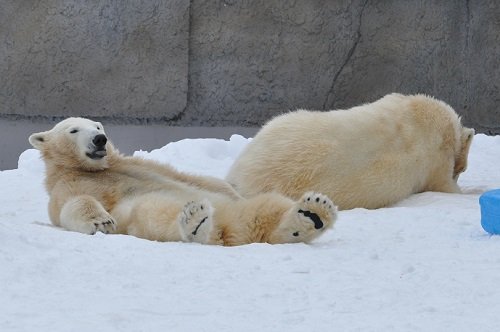 ２月２３日　円山動物園　ホッキョクグマ　ララ親子４