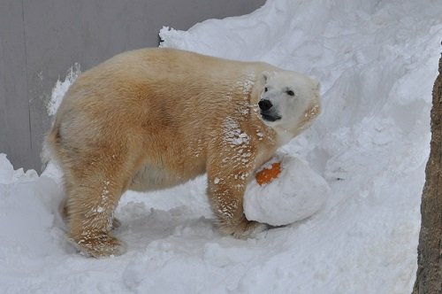 ２月２３日　円山動物園　ホッキョクグマ　キャンディ