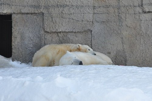 ２月２３日　円山動物園　ホッキョクグマ　ララ親子５