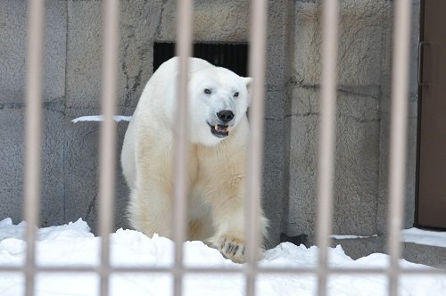 ２月２３日　円山動物園　ホッキョクグマ　デナリ