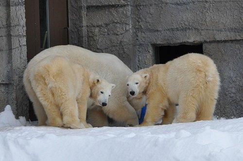 ２月２３日　円山動物園　ホッキョクグマ　ララ親子６