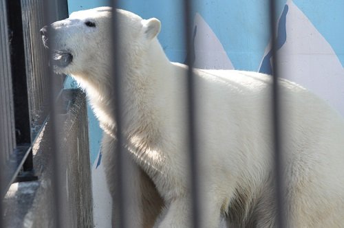 ３月１日　釧路市動物園　ホッキョクグマ　ミルク