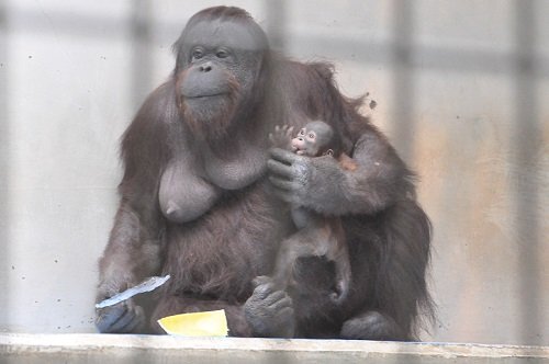 ３月１日　釧路市動物園　オランウータン　ロリーと赤ちゃん