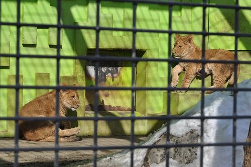 ３月１日　釧路市動物園　ライオン親子１