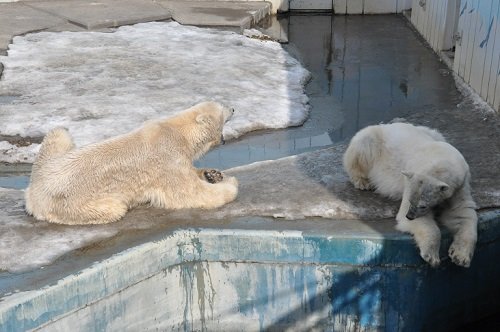 ３月１日　釧路市動物園　ホッキョクグマ　ユキオとツヨシ
