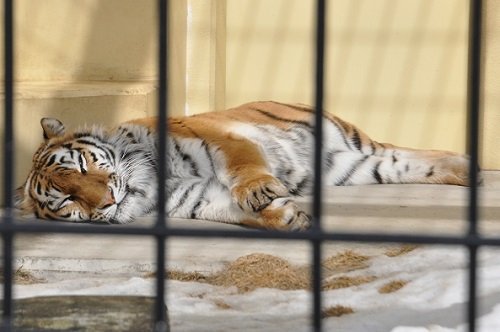 ３月１日　釧路市動物園　アムールトラたち