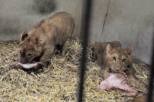 3月1日　釧路市動物園　ライオンのパクパクタイム