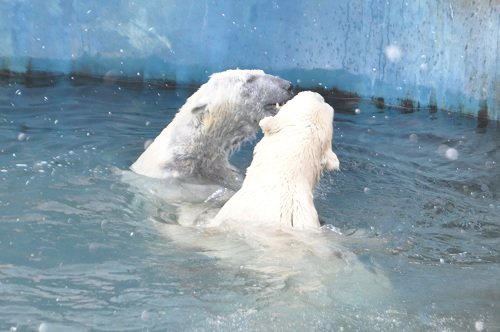 ３月２日　釧路市動物園　ホッキョクグマ　ユキオとツヨシ