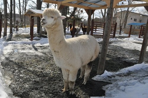 ３月２日　釧路市動物園　アルパカ一家