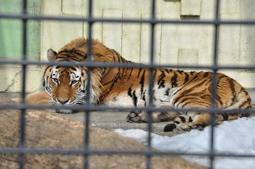 ３月２日　釧路市動物園　猛獣舎の仲間たち１