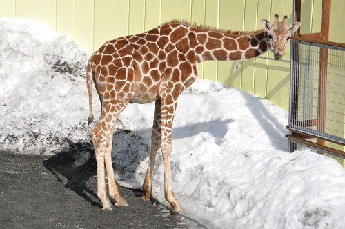 ３月２日　釧路市動物園　アミメキリン　スカイ