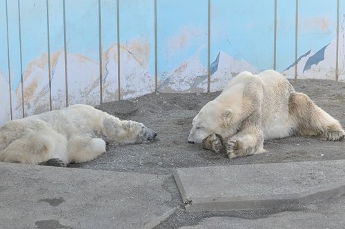 ３月２日　釧路市動物園　閉園間近のホッキョクグマたち