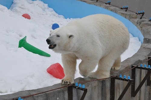 ３月１６日　円山動物園　ホッキョクグマたち