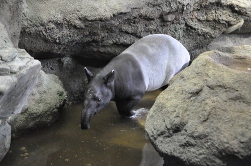 3月16日　円山動物園　アジアゾーン　熱帯雨林館