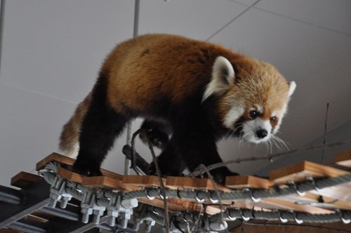 ３月１６日　円山動物園　レッサーパンダ