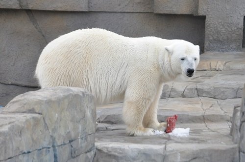 ４月２０日　円山動物園　アニマルファミリー　ララ感謝イベント