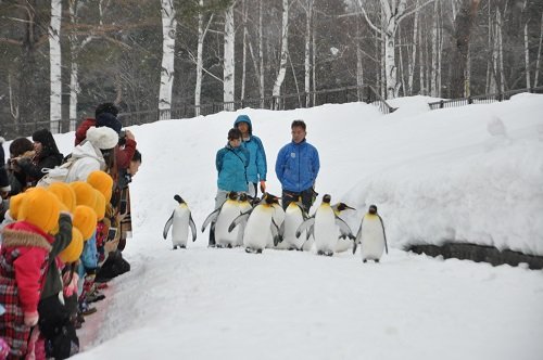 ３月１８日　旭山動物園　ペンギンの散歩