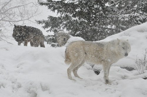 3月18日 旭山動物園 大雪の中のオオカミたち