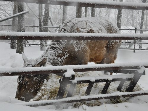 ３月１８日　旭山動物園　ワピチ　サチ