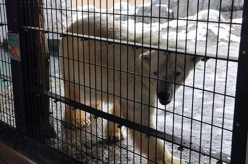 4月6日 旭山動物園 ホッキョクグマ ルルとピリカ1